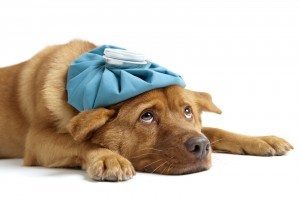 Are you ready for a pet emergency